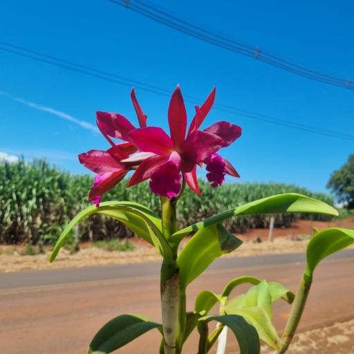 Flores Ornamentais em Santa Bárbara Resort Residence, SP por Live Art