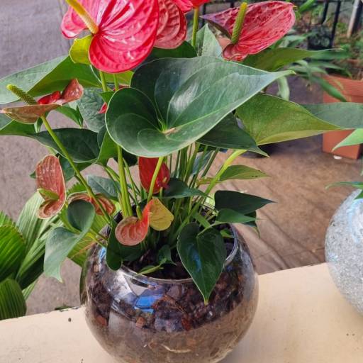 Flores Ornamentais em Santa Bárbara Resort Residence, SP por Live Art