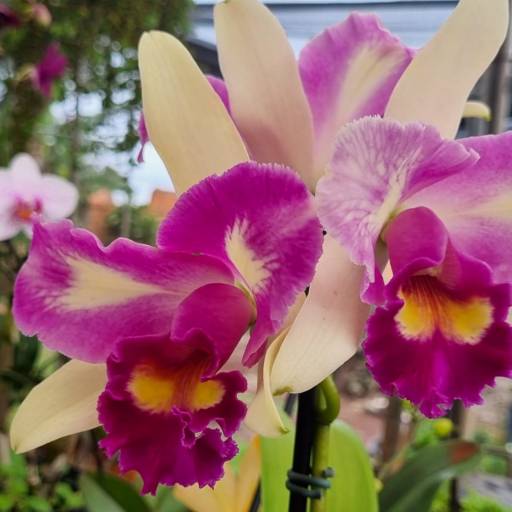 Flores Ornamentais em Santa Bárbara Resort Residence, SP por Live Art