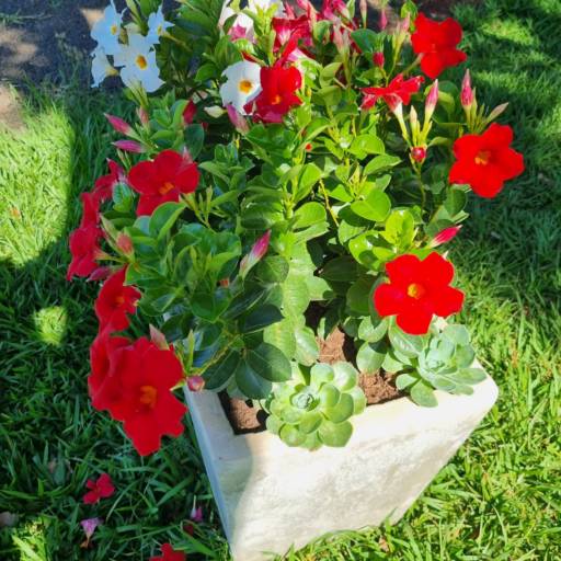 Flores Ornamentais em Santa Bárbara Resort Residence, SP por Live Art