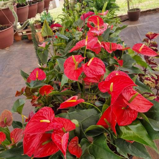 Flores Ornamentais em Santa Bárbara Resort Residence, SP por Live Art