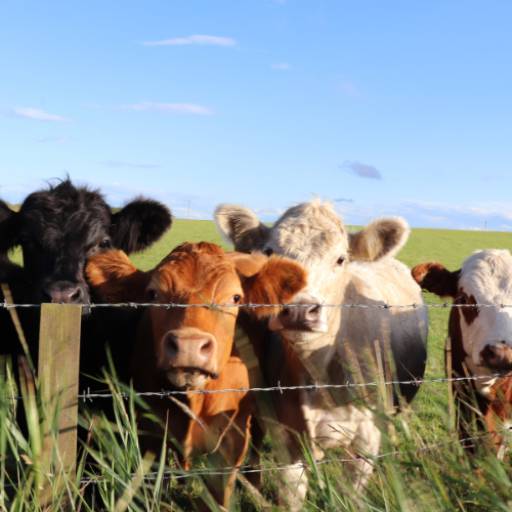 IATF Bovinos – Melhorando a Eficiência Reprodutiva do Rebanho