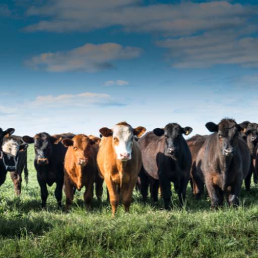 Casqueamento Bovino – Saúde e Bem-Estar para o Gado