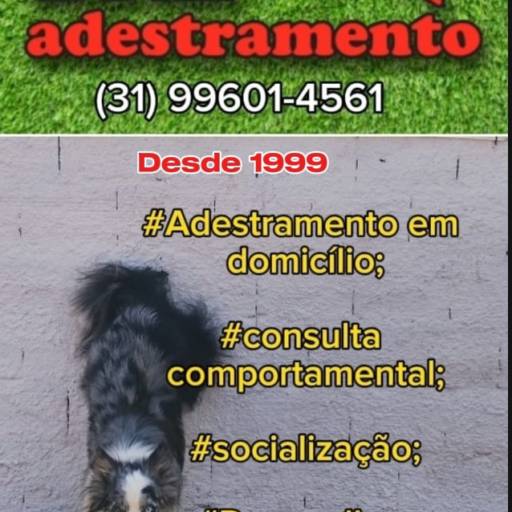 Consulta Comportamental para Filhotes e Cães de Todas as Idades – Comportamento equilibrado para seu cão – Belo Horizonte por Luiz Adestramento de Cães