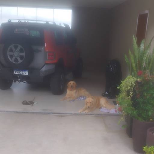 Equilíbrio Comportamental Dentro de Casa – Mais tranquilidade e obediência para seu cão – Belo Horizonte por Luiz Adestramento de Cães