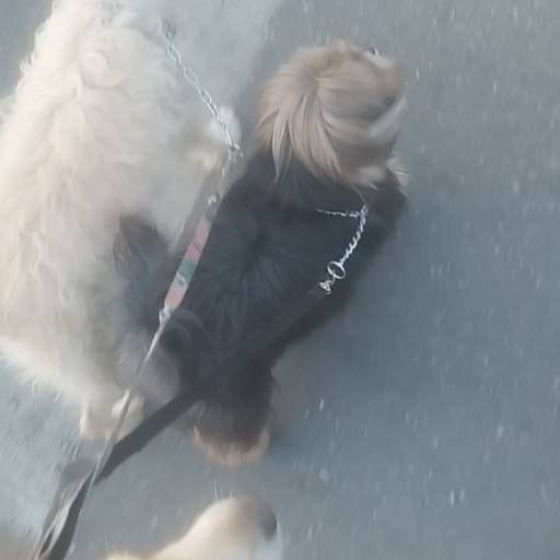 Passeios Controláveis – Caminhadas tranquilas e sem puxões – Belo Horizonte por Luiz Adestramento de Cães