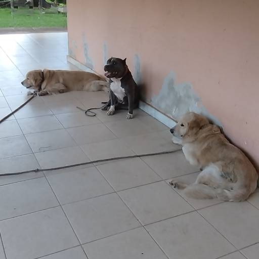Socialização entre Cães da Mesma Casa – Convivência harmoniosa e sem conflitos – Belo Horizonte por Luiz Adestramento de Cães