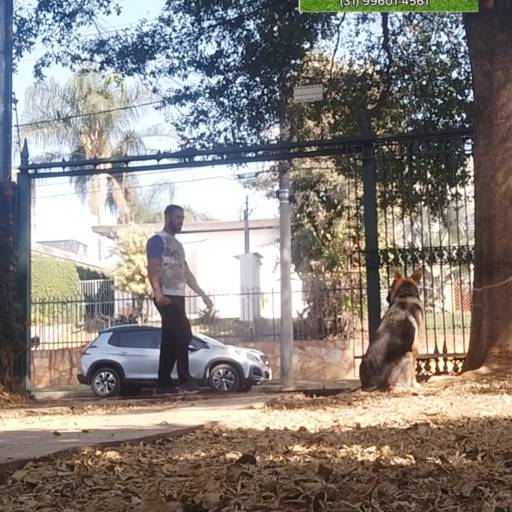 Não Sair no Portão – Segurança e obediência para seu cão – Belo Horizonte por Luiz Adestramento de Cães