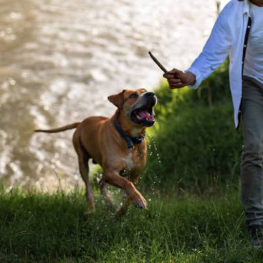 Adestramento de Cães em Belo Horizonte  por Luiz Adestramento de Cães