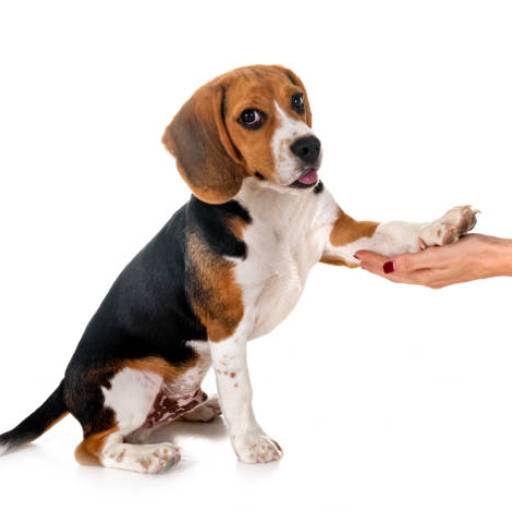 Adestramento de Cães em Confins por Luiz Adestramento de Cães