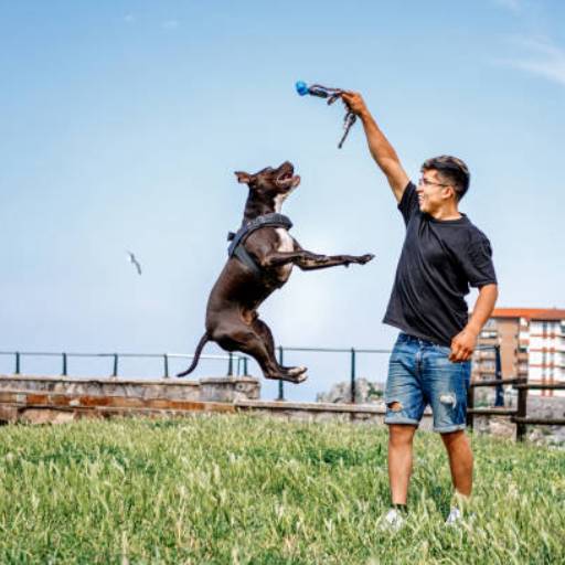 Adestramento de Cães em Nova Lima  por Luiz Adestramento de Cães Adestramento de Cães em Nova Lima  por Luiz Adestramento de Cães