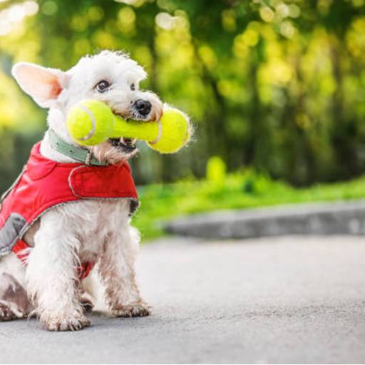Adestramento de Cães em Itabirito por Luiz Adestramento de Cães