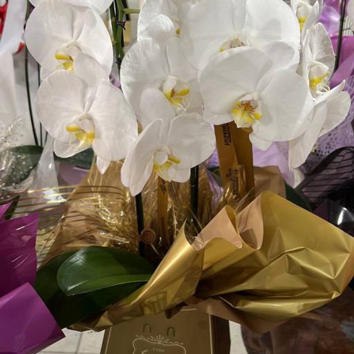 Vasos Plantados por Floricultura Diacuí