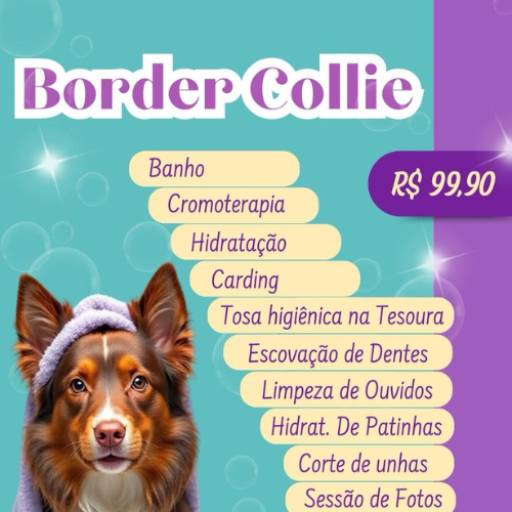 Border Collie por Valentina´s Pet Store