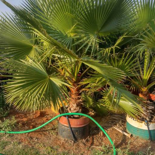 Projeto de Paisagismo no Santa Bárbara Resort Residence – Natureza Integrada com Estilo por Live Art