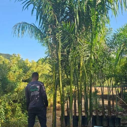 Projeto de Paisagismo no Santa Bárbara Resort Residence – Natureza Integrada com Estilo por Live Art