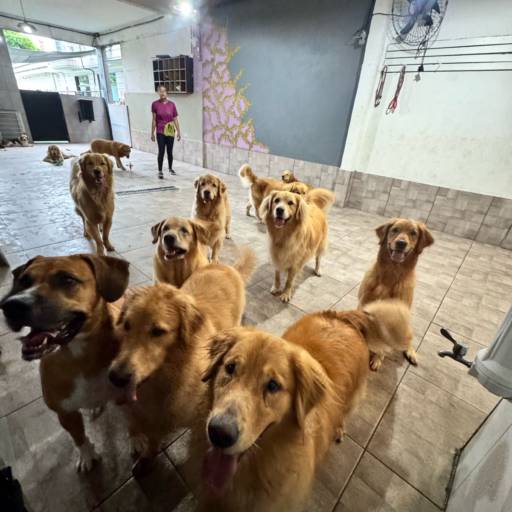 Unidade Castelo – Onde Tudo Começou com Amor por Forte dos Pets Praia Grande