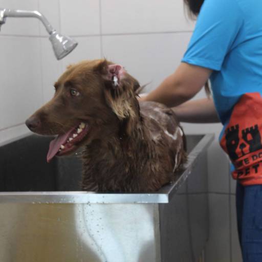 Unidade Castelo – Onde Tudo Começou com Amor por Forte dos Pets Praia Grande