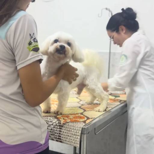 Unidade Castelo – Onde Tudo Começou com Amor por Forte dos Pets Praia Grande