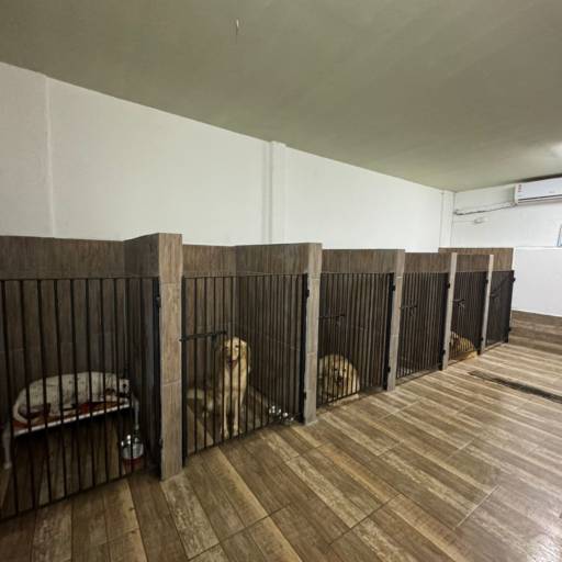 Unidade Castelo – Onde Tudo Começou com Amor por Forte dos Pets Praia Grande