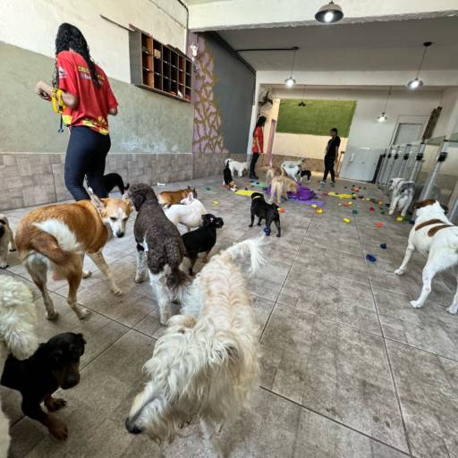 Unidade Castelo – Onde Tudo Começou com Amor por Forte dos Pets Praia Grande