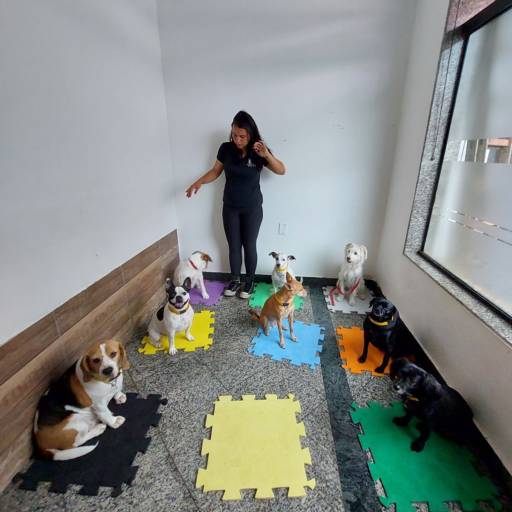 Unidade Castelo – Onde Tudo Começou com Amor por Forte dos Pets Praia Grande