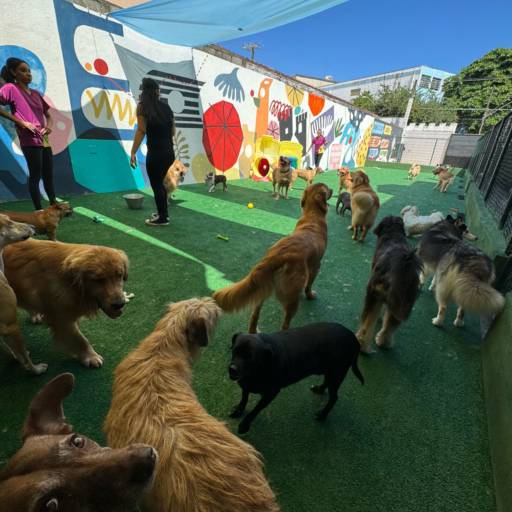 Unidade Castelo – Onde Tudo Começou com Amor por Forte dos Pets Praia Grande