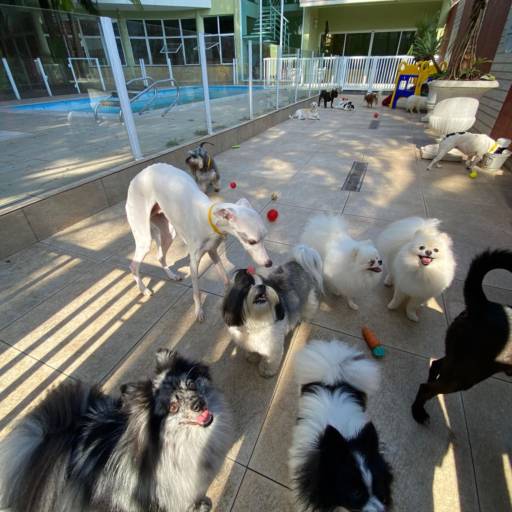 Unidade Resort – Um Refúgio Encantado para os Pequenos por Forte dos Pets Praia Grande