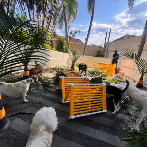 Unidade Resort – Um Refúgio Encantado para os Pequenos por Forte dos Pets Praia Grande