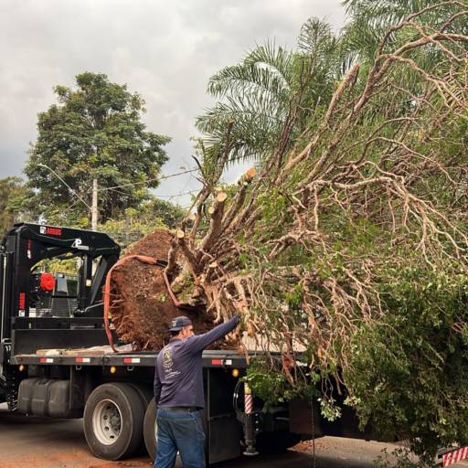 Içamento de Árvores em Piracicaba com Total Segurança por Piraguindaste - Locações e Transporte Içamento de Árvores em Piracicaba com Total Segurança por Piraguindaste - Locações e Transporte