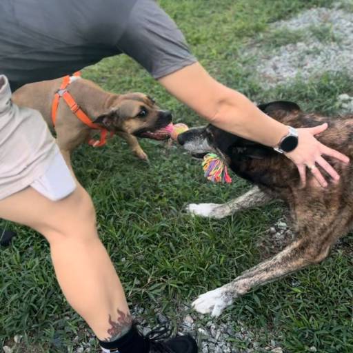 Personal Dog em Joinville – Saúde e Bem-Estar para seu Cão