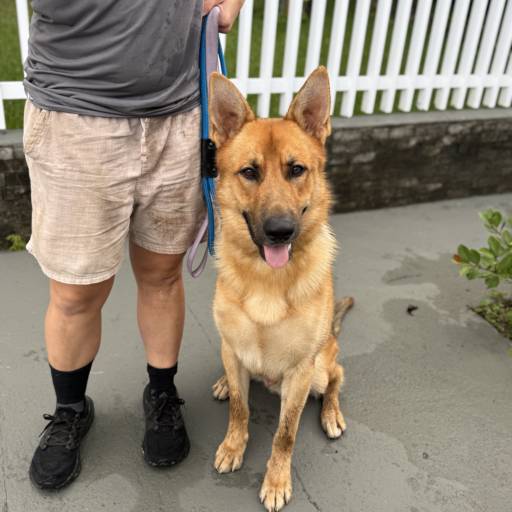 Dogwalker | Passeador de Cães em Joinville com Rotina Ativa por CãoMiada | Serviços Pet