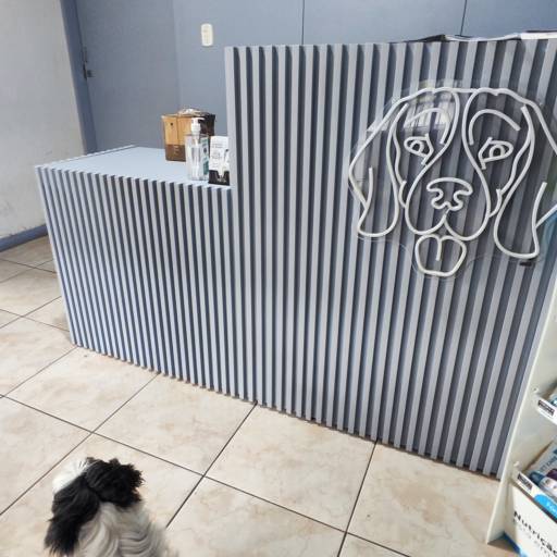 Transportes com Acompanhamento em Joinville – Segurança Pet