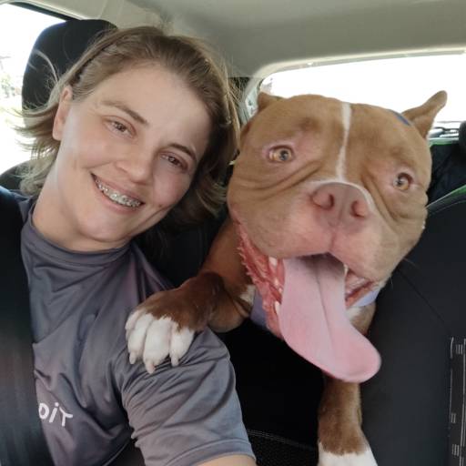 Táxi Pet em Joinville – Transporte Seguro e Legalizado