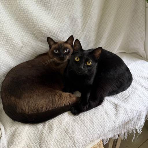 Hospedagem Felina em Joinville – Conforto e Tranquilidade por CãoMiada | Serviços Pet