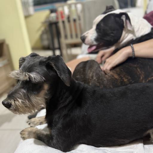 Hospedagem Canina em Joinville – Aconchego e Cuidado Total