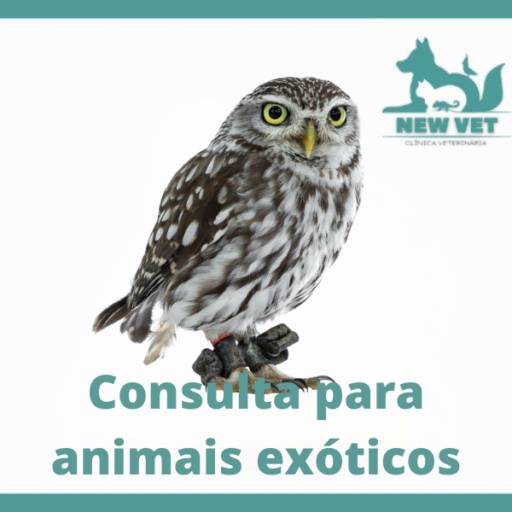 Consulta para animais exóticos em Itapetininga