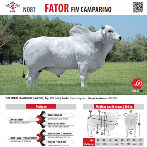 Touro Nelore Fator FIV Camparino (081)