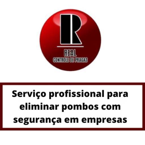 Serviço profissional para eliminar pombos com segurança em empresas