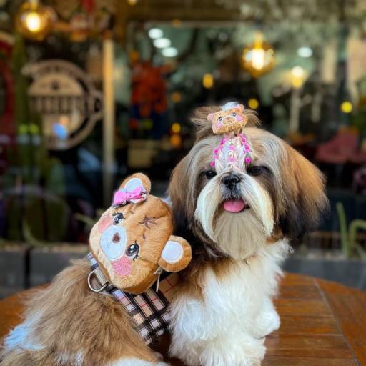 Nossa Loja por Valentina´s Pet Store