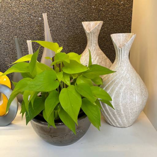 Objetos Decorativos  por Vasos Decor