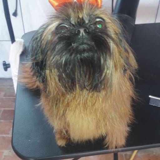 Pacote Banho e Tosa por RBO Banho e Tosa