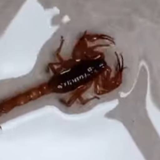 Tratamento para Escorpião em Laranjal Paulista