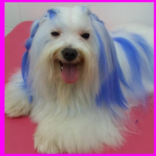 Coloração por Tia Angela Centro de Estética Animal