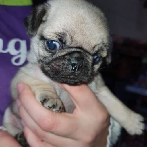 Venda de Filhotes - Cães e Gatos Saudáveis em São Manuel/SP por Dog Boy