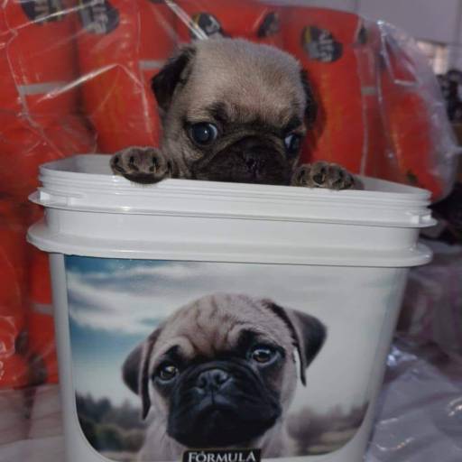 Venda de Filhotes - Cães e Gatos Saudáveis em São Manuel/SP por Dog Boy