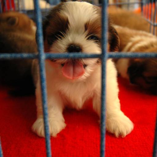 Venda de Filhotes - Cães e Gatos Saudáveis em São Manuel/SP