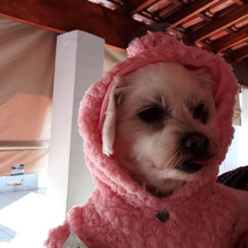Roupinhas para Animais - Conforto e Estilo para Cães e Gatos em São Manuel/SP por Dog Boy