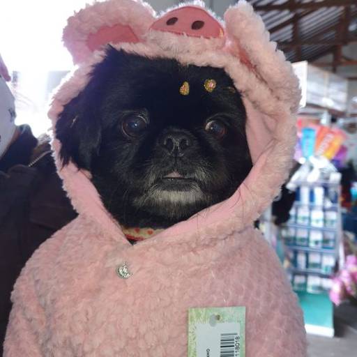 Roupinhas para Animais - Conforto e Estilo para Cães e Gatos em São Manuel/SP por Dog Boy