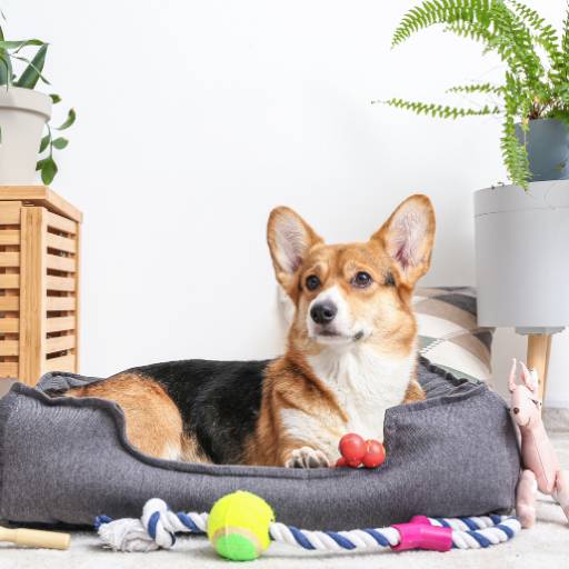 Acessórios para Cães e Gatos - Variedade e Qualidade em São Manuel/SP